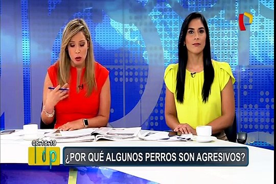 ¿Por qué algunos perros son agresivos? veterinario aclara el tema y brinda recomendaciones