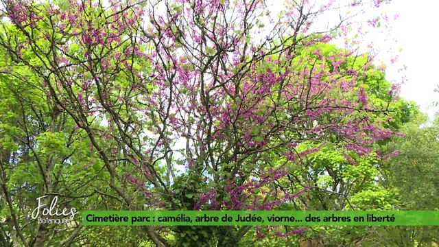 Folies Botaniques au Cimetière Parc #2 : arbres en liberté
