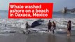 Volunteers rescue whale that beached Itself in Mexico