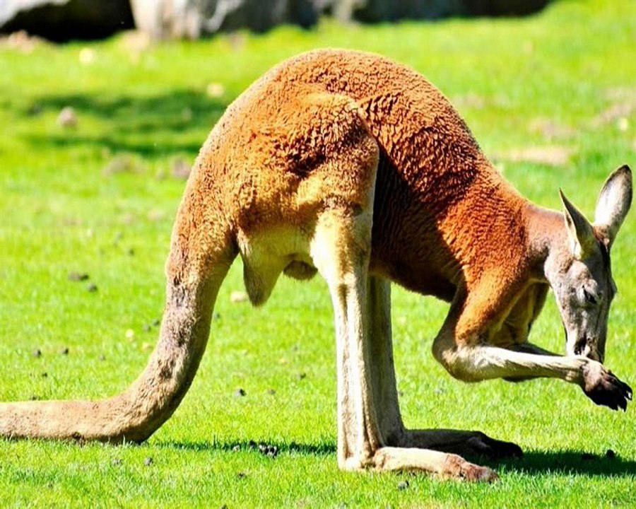 Kangaroo