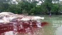 Monstre marin ou simple baleine? Une carcasse de 15 mètres échouée en Indonésie