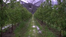 Alpes du Sud : Les filets anti grêle ont sauvé ce qu'il pouvait rester des récoltes