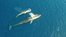 Rare Footage Of Whales Is Pure Serenity