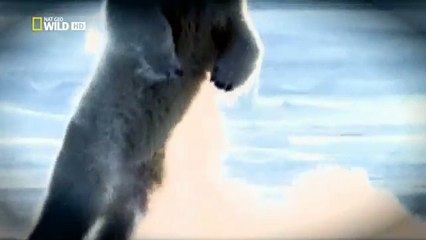 Yo Depredador - 02 - El Oso Polar - BBC (2010)