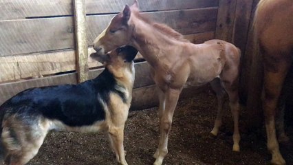 German Shepherd Plays with Foal