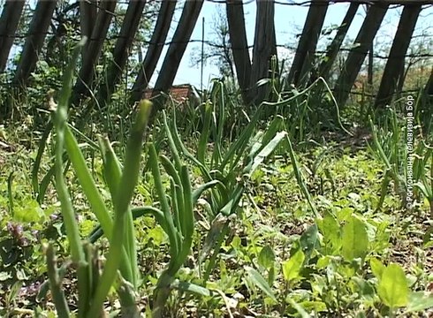 Utvrđuje se šteta od grada , 13. maj 2017. (RTV Bor)