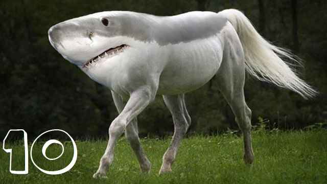 Top 10 Weird Animals You Won’t Believe Exist