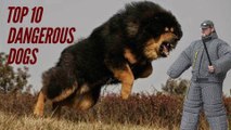 Top 10 Dangerous Dog Breeds Most Likely to Turn on Their Owners