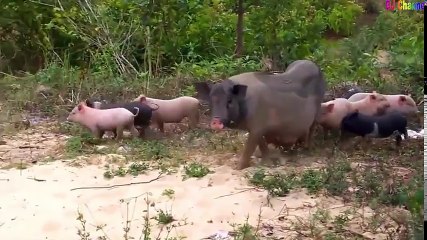 Cún Con Dễ Thương - Nhạc Thiếu Nhi Vui Nhộn Hay Nhất