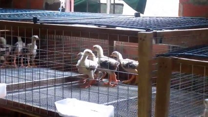 Clip gà Đông Tảo con 1 tháng tuổi thuần chủng chính gốc Hưng Yên