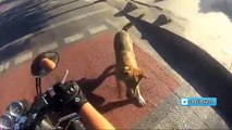 Motosiklet Üstünde Köpeğin Saldırısına Uğramak