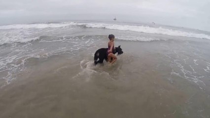 Giant schnauzer looking out for my daughter at dog beach