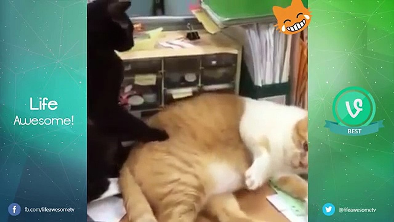 Funny Cats Compilation 2016  Best Funny Cat Vid...