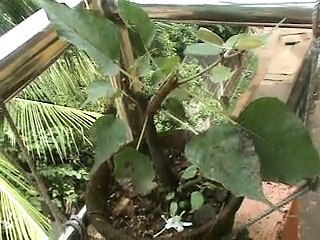 Sani Dev ko khush karo-Peepal ki Aradhana