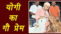 Yogi Adityanath visits cow shelter in Gorakhpur, feed jaggery to cow | वनइंडिया हिन्दी