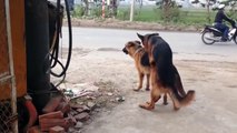 Funny Animals - Becgie Dogs Mating