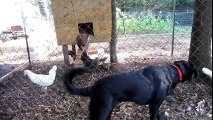 Funny Animals - Dog Scared by Chickens