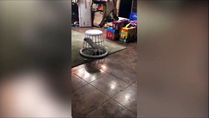 Ce perroquet kiffe tellement sa cage qu'il n'en sort plus