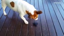 Ce chien adore jouer avec son Fidget-Spinner