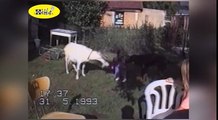 Funny Animals Videos - Funny Animals Compilation- Crazy Goats Gone Wild