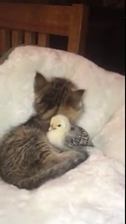Kitten cuddles and licks small little chick Funny Animals