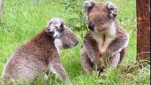 Koala Fight-Funny Animals Fighting-Lovely Koalas