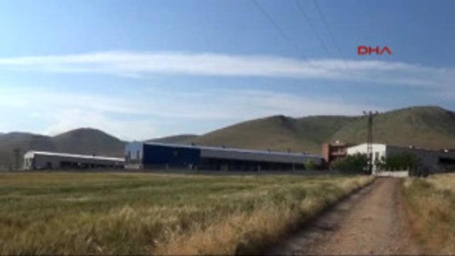 Mardin Yumurtadan Kesilen Tavuk 1 Liraya Satılıyor, Markette Kilosu 8 Liraya Satılıyor