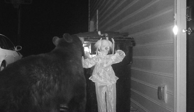 Un ours se fait surprendre par un clown qui fait peur