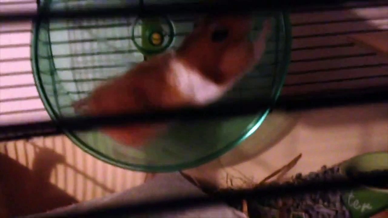 hamster wheel