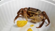 Un crabe qui se régale en mangeant des frites