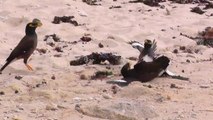 Cute Mynah Birds (Beos)  - Birds fight over a f