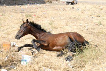 Yaralı At Için Vatandaş Seferber Oldu