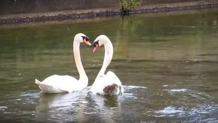 Sauvetage d'un cygne avec un hameçon dans une patte
