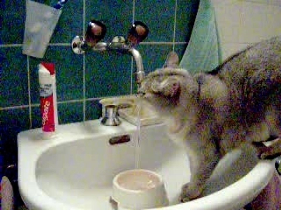 Chat qui boit au robinet