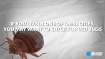 Is your city crawling with bed bugs-8PJRpCGYM5A