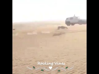 Rabbit Hunt with the help of Dog