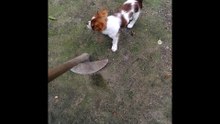 Puppy and a hoe