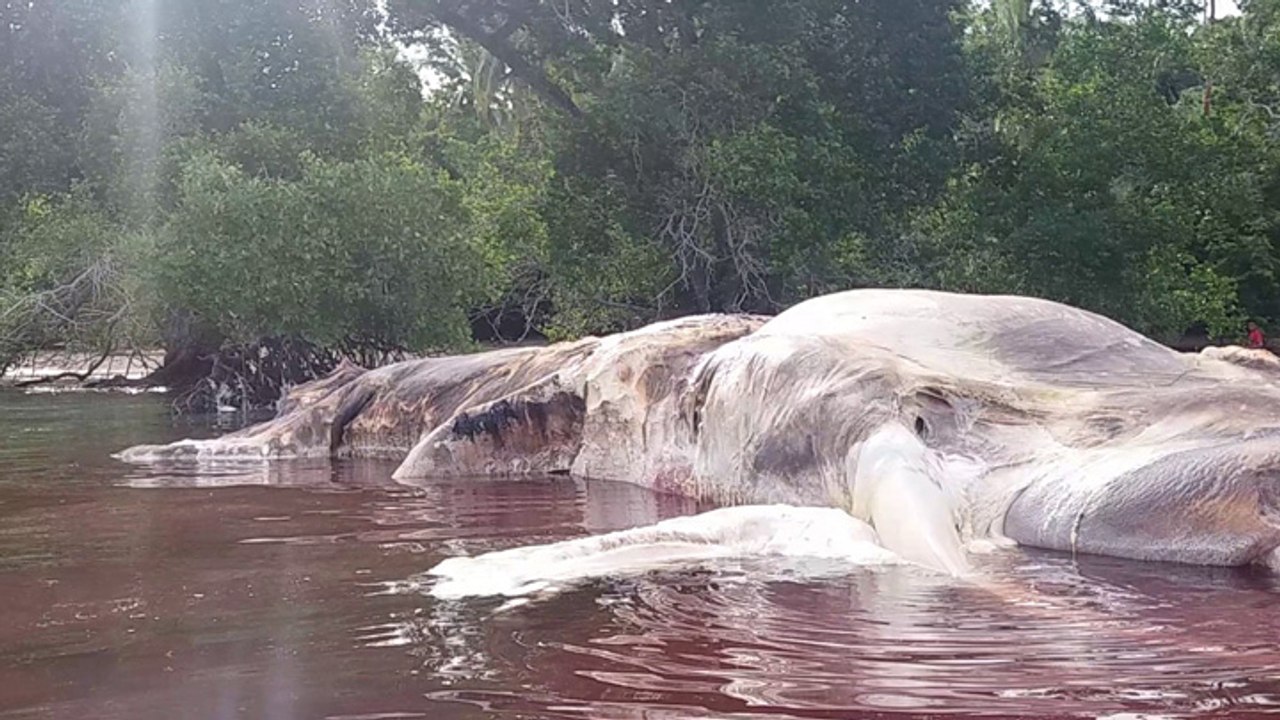 Une étrange créature s'échoue sur une plage en Indonésie