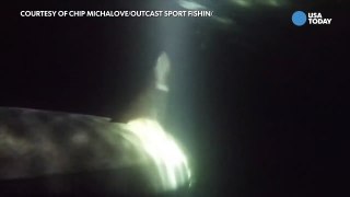 Fishermen tags huge great white shark off Hilton Head-SBClB
