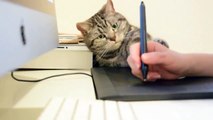 Ce chat veut aussi jouer sur l'ordinateur !!