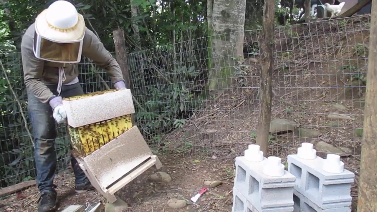 Attaqué par des milliers d'abeilles en défonçant leur Ruche !
