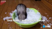 Ferret flips out at the sight of snow--JXFQ