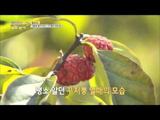겨울철 혈관 지킴이, 꾸지뽕의 모든 것   [황금열쇠] 5회 20160102