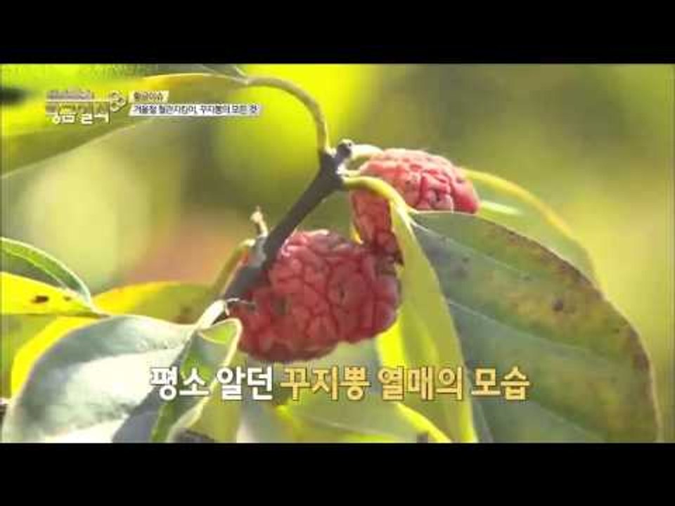 겨울철 혈관 지킴이, 꾸지뽕의 모든 것   [황금열쇠] 5회 20160102