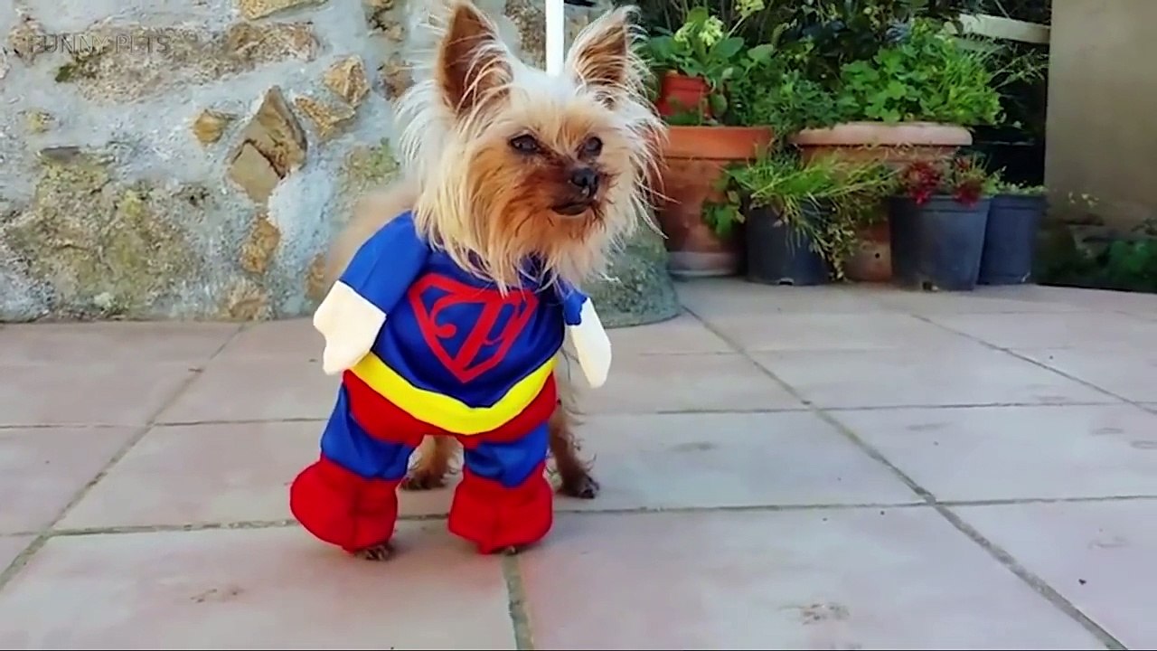 Funniest DOGS IN COSTUMES 2017 [Funny Pets]