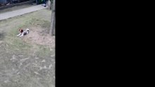 Puppy jumping around