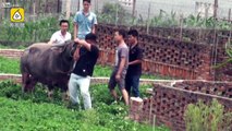 Des policiers chinois tirent a 8 reprises sur  un buffle qui a attaqué un village