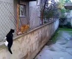 İki Kediyi Hiç Bu Şekilde Görmediniz!!!!