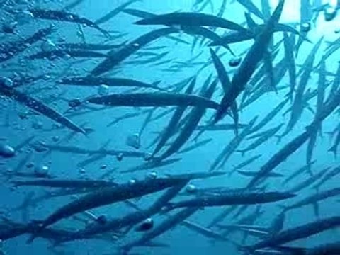 Ile du levant plongée 2