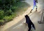 Cricket fielding by Dog- Intelligent Dog